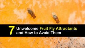 What Attracts Fruit Flies titleimg1