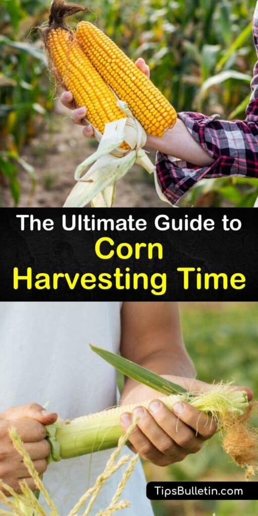 Growing sweet corn from corn seed is enjoyable and productive. All corn varieties from supersweet corn to baby corn to field corn and flint corn, require the ear be harvested from the corn stalk correctly at the right time for the best kernels. #when #harvest #sweet #corn