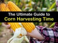 When to Harvest Sweet Corn titleimg1
