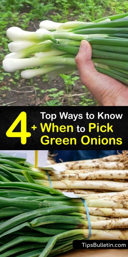 Known as spring onions, shallots, and bunching onions, green onion plants are in the Allium family with other onions, leeks, and chives. Provide full sun and lots of water to snip a few stems throughout the season, then harvest green tops and onion bulbs later. #harvest #pick #green #onions