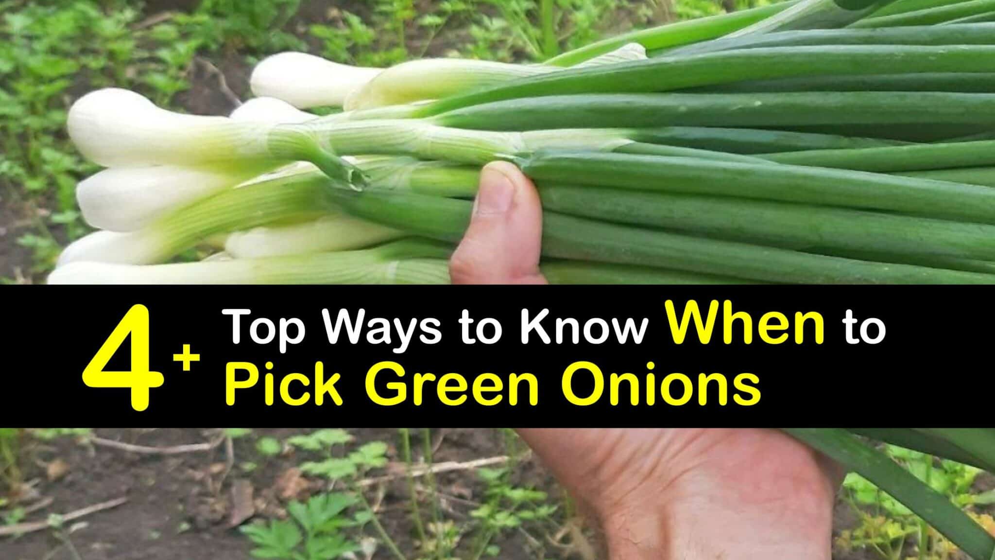 Green Onion Harvest Time Green Onion Picking Guide