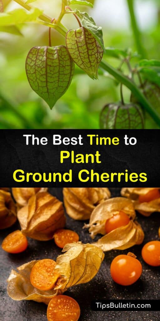Discover how and when to grow ground cherry plants (P pruinosa) and care for them to ensure they produce fruit. Growing ground cherries is relatively easy, and the husk tomato or ground cherry has a uniquely sweet-tart taste. #when #plant #ground #cherries