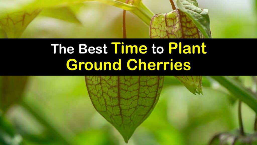 When to Plant Ground Cherries titleimg1