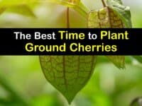 When to Plant Ground Cherries titleimg1