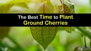 When to Plant Ground Cherries titleimg1