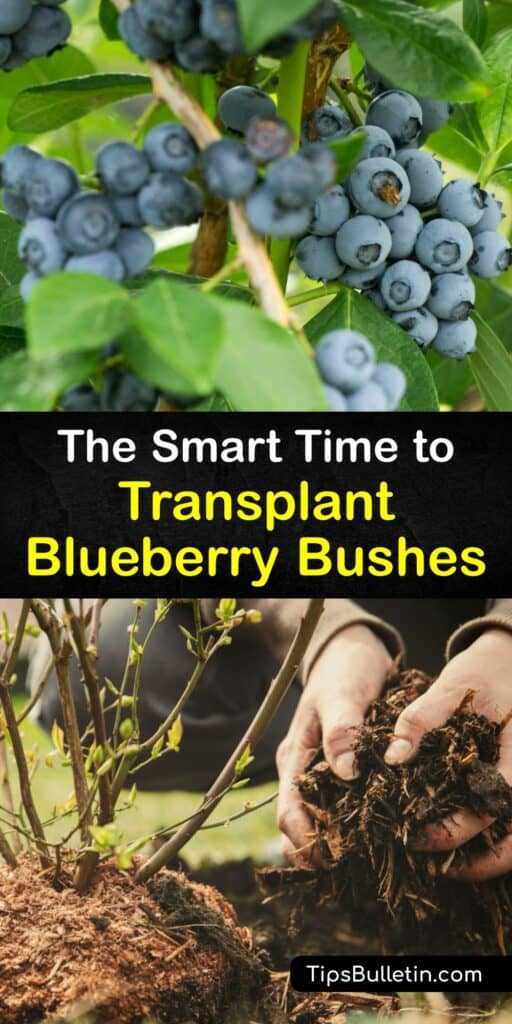 Learn how and when to transplant a blueberry bush in the home garden and enjoy fresh berries each growing season. Transplanting and growing blueberries is relatively simple as long as you plant them in acidic soil in early spring or fall. #when #transplant #blueberries