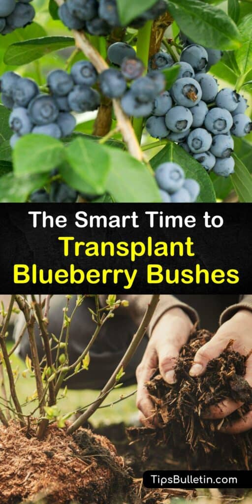 Learn how and when to transplant a blueberry bush in the home garden and enjoy fresh berries each growing season. Transplanting and growing blueberries is relatively simple as long as you plant them in acidic soil in early spring or fall. #when #transplant #blueberries