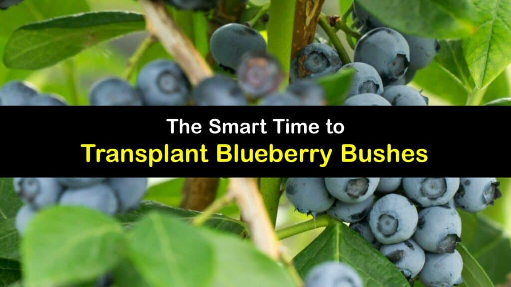 When to Transplant Blueberry Bushes titleimg1