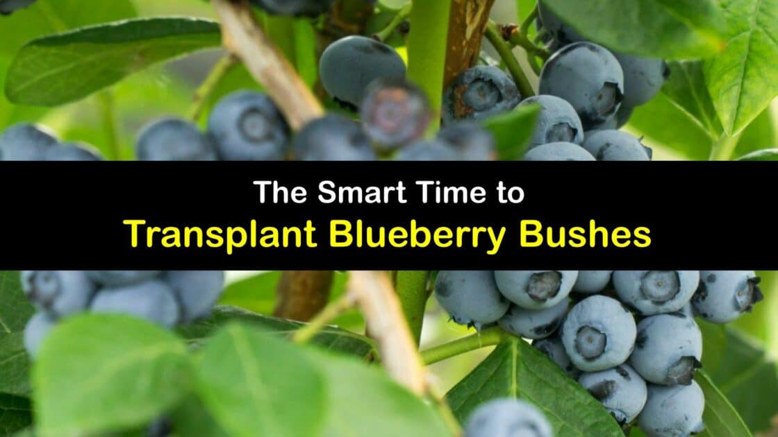 Transplant Blueberry Bushes When and How to Move Blueberries