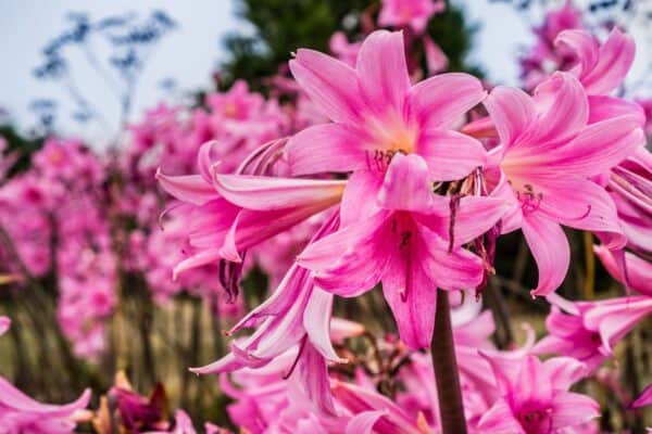 The amaryllis is a tropical plant with showy flowers.