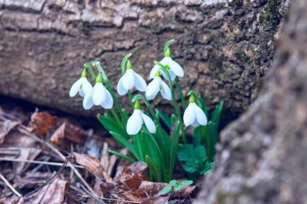 Snowdrops are toxic to rats and other animals.