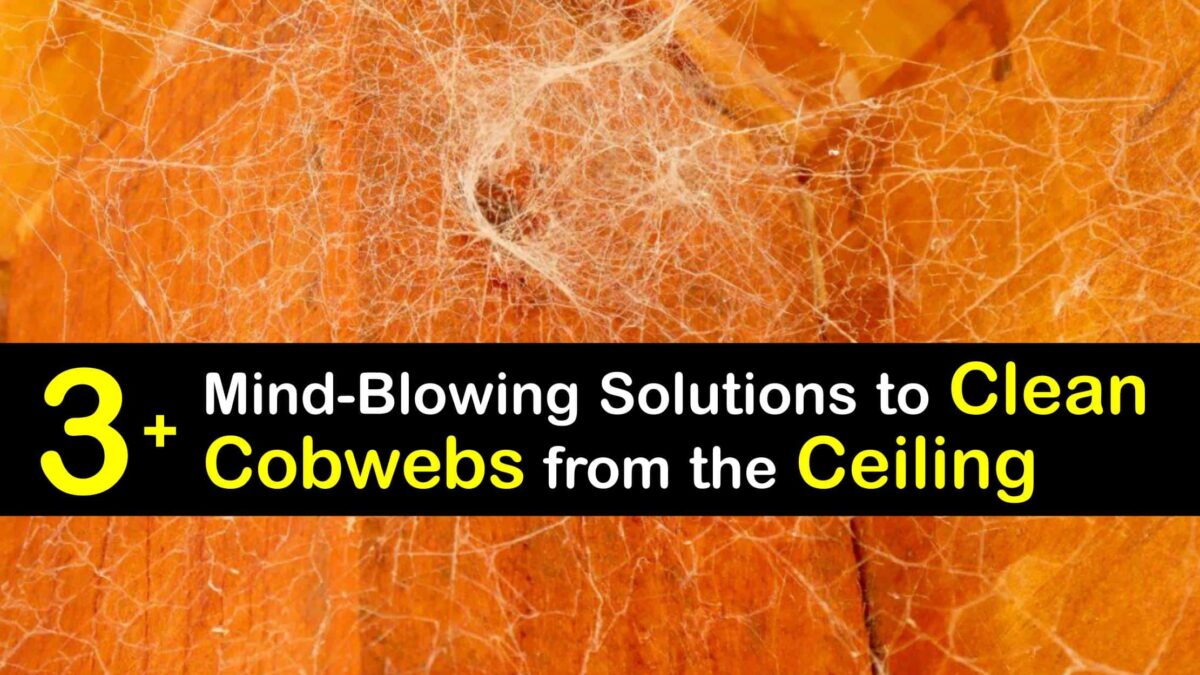 Cobweb Control Fast Tricks for Removing s from the Ceiling