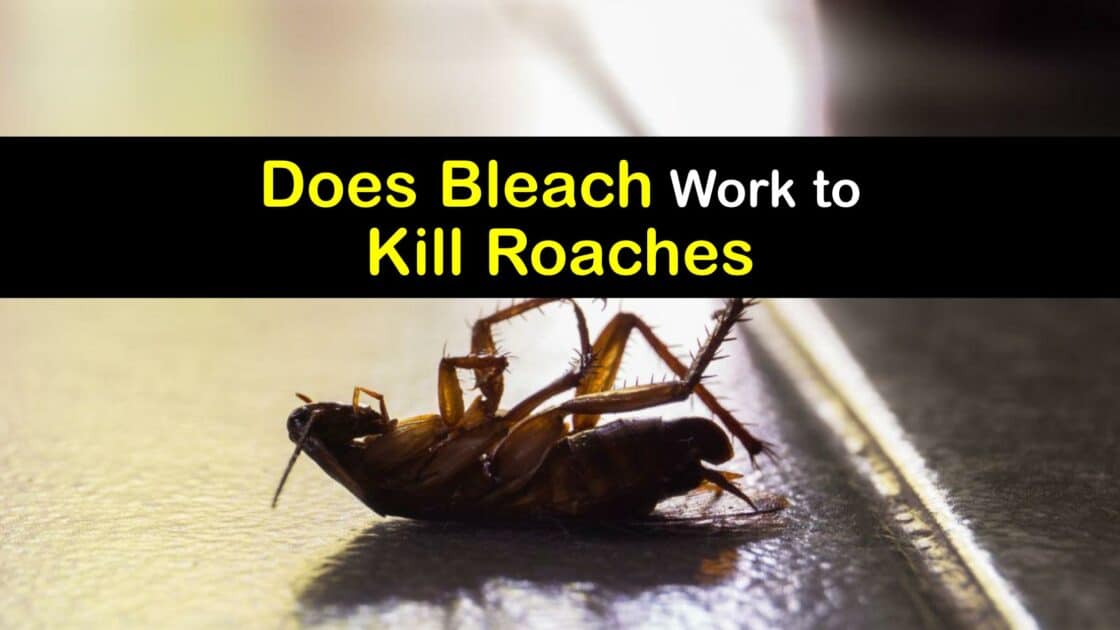 Bleach and Roaches Using Bleach on Cockroaches