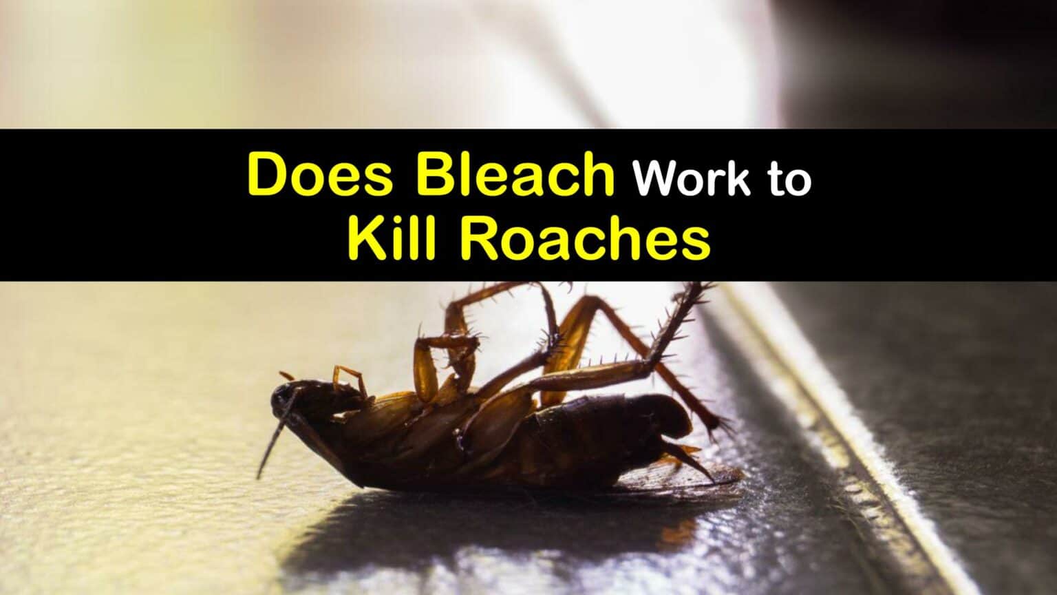 Bleach and Roaches Using Bleach on Cockroaches