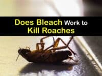 Does Bleach Kill Roaches titleimg1