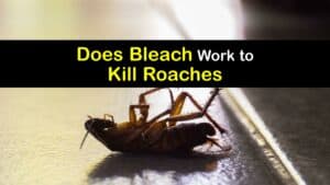 Does Bleach Kill Roaches titleimg1
