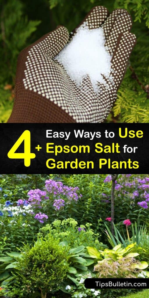 Adding Epsom salt to your garden provides magnesium sulfate to your plants. Epsom salt fixes low magnesium after a soil test, prevents blossom end rot, promotes plant growth, and even makes the fruit from your tomato plant tastier. #epsom #salt #garden #plants