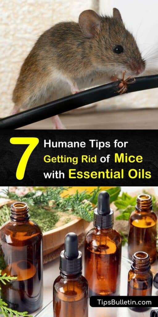 Discover how to use essential oils for pest control and prevent a mice infestation. Using a natural mouse repellent is more humane than a mouse trap, and tea tree oil, peppermint oil, and other essential oils repel mice from the area. #essential #oils #repel #mice 
