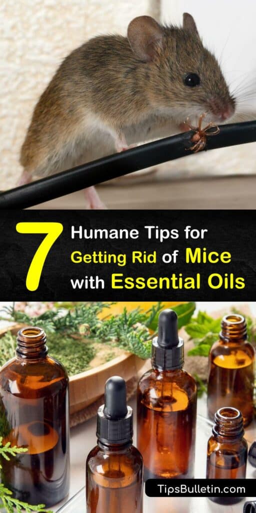 Discover how to use essential oils for pest control and prevent a mice infestation. Using a natural mouse repellent is more humane than a mouse trap, and tea tree oil, peppermint oil, and other essential oils repel mice from the area. #essential #oils #repel #mice