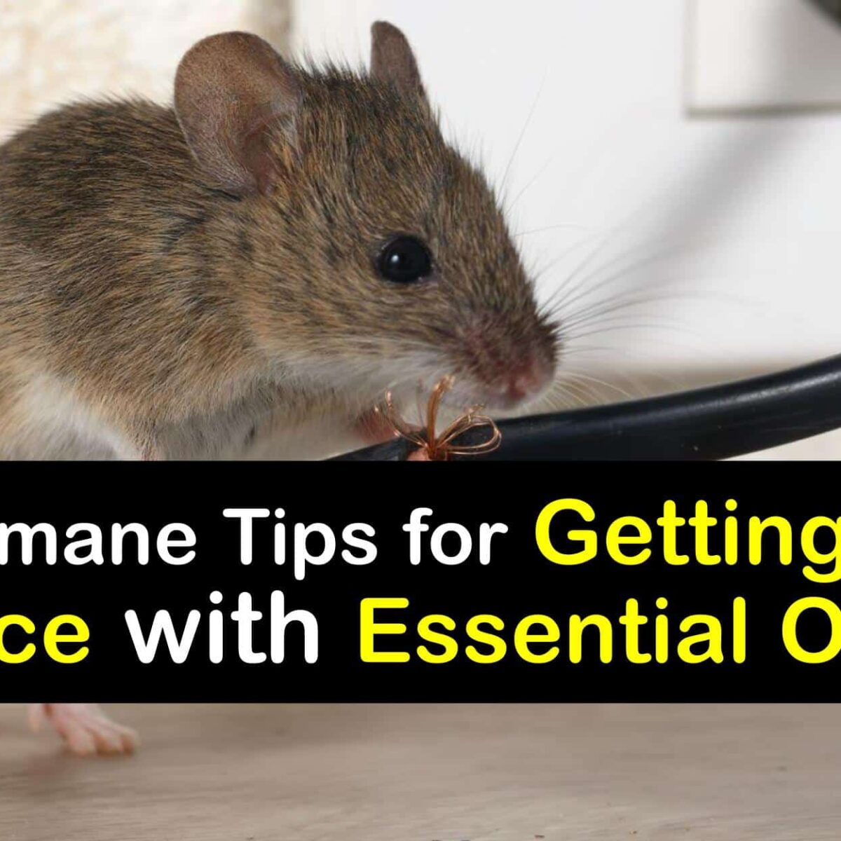 Essential oil to get sales rid of mice