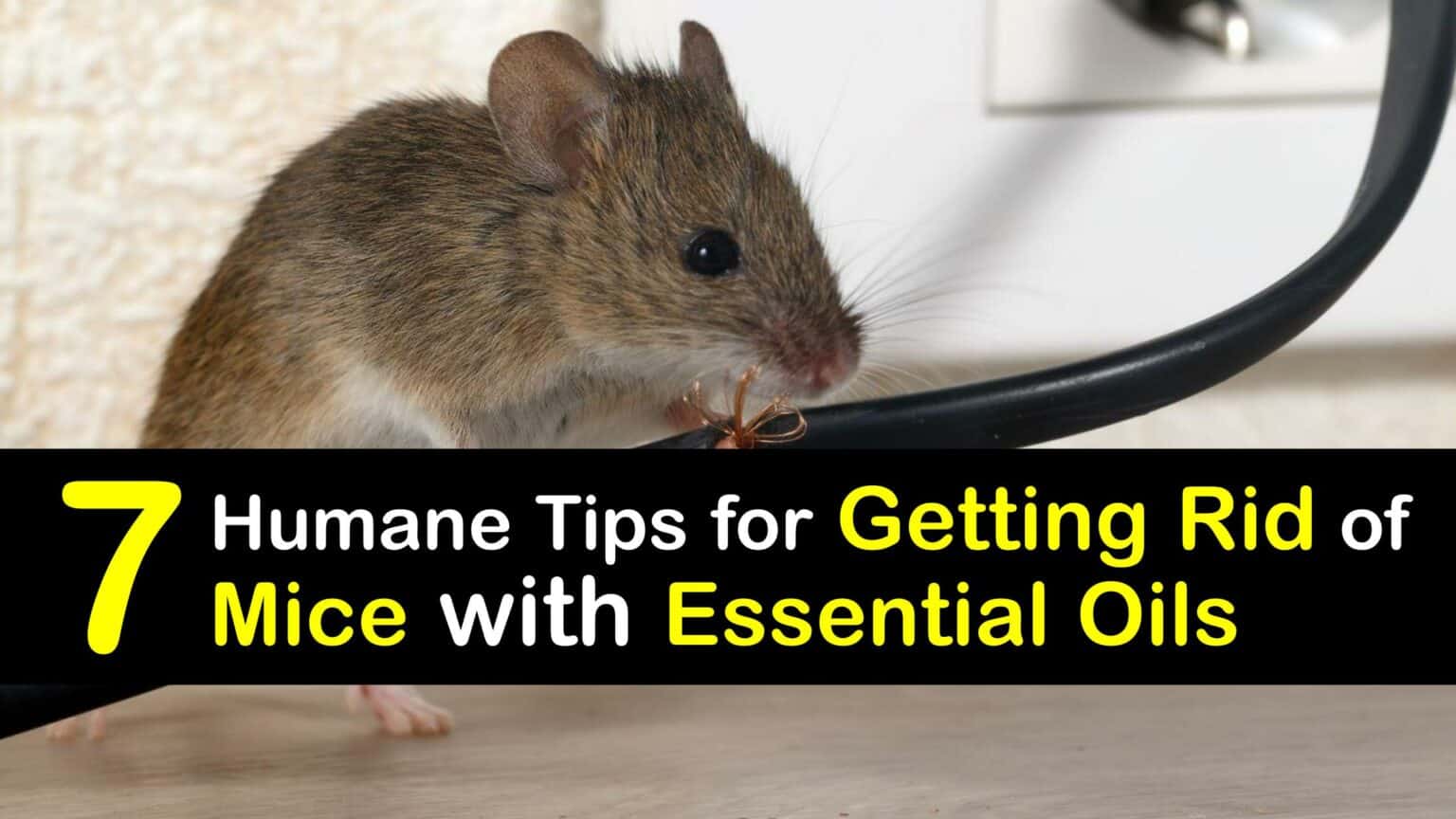 Get Rid of a Mouse in the House Essential Oils for Mice Removal