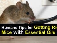 Essential Oils to Get Rid of Mice titleimg1