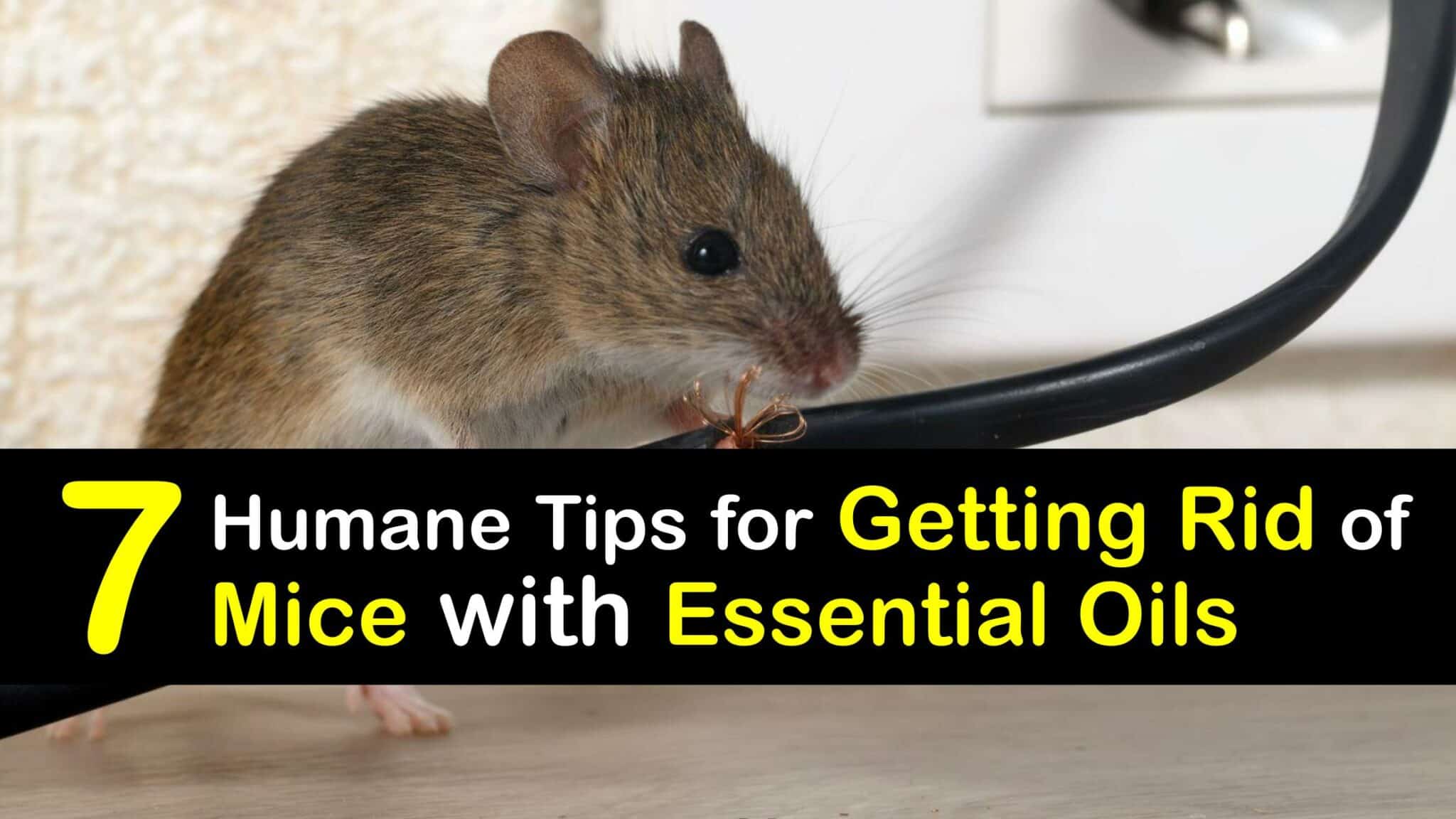 Get Rid of a Mouse in the House Essential Oils for Mice Removal
