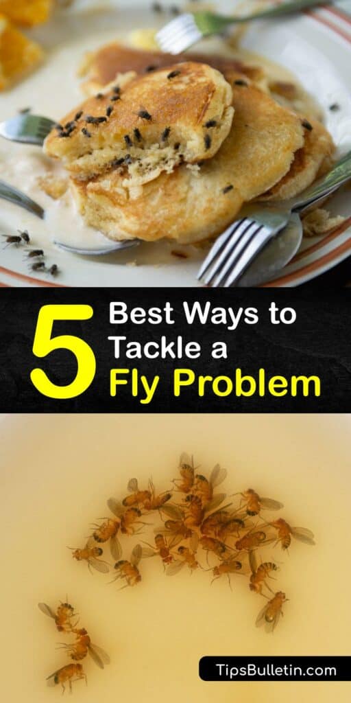 Allowing house flies and fruit flies to live and mate freely around your home poses a health risk, as these pests lay eggs on food in your house and transfer diseases through contact. Discover how to reduce adult fly numbers through simple pest control methods. #fly #problem #prevention