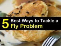 Fly Problem titleimg1