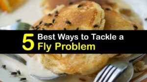 Fly Problem titleimg1