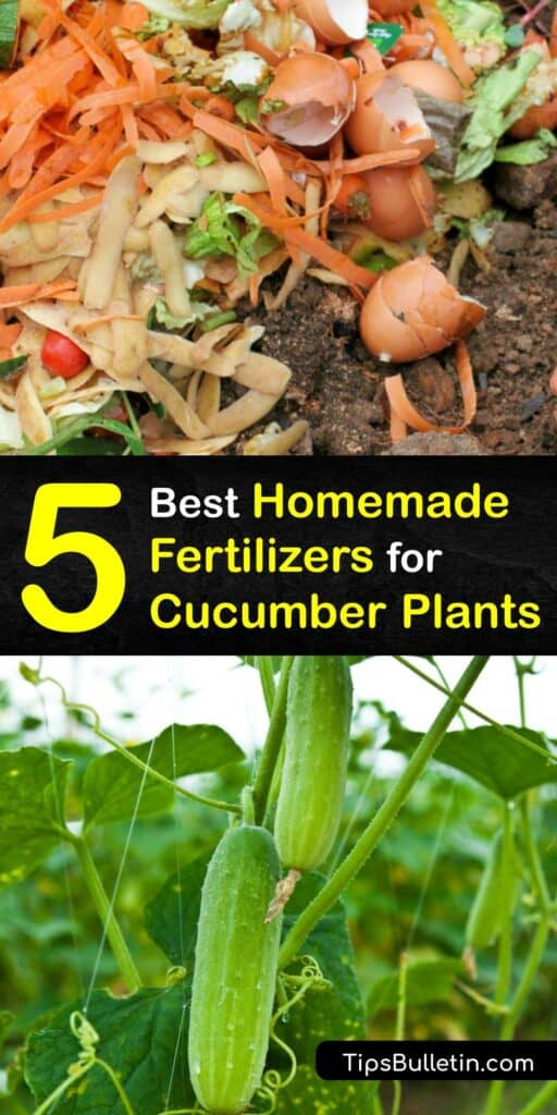 The best fertilizer for growing cucumber plants or starting cucumber seeds is organic fertilizer. If you grow cucumber plants, try Epsom salts, banana peels, or finished compost to boost your harvest and keep your plant healthy. #homemade #fertilizer #cucumbers