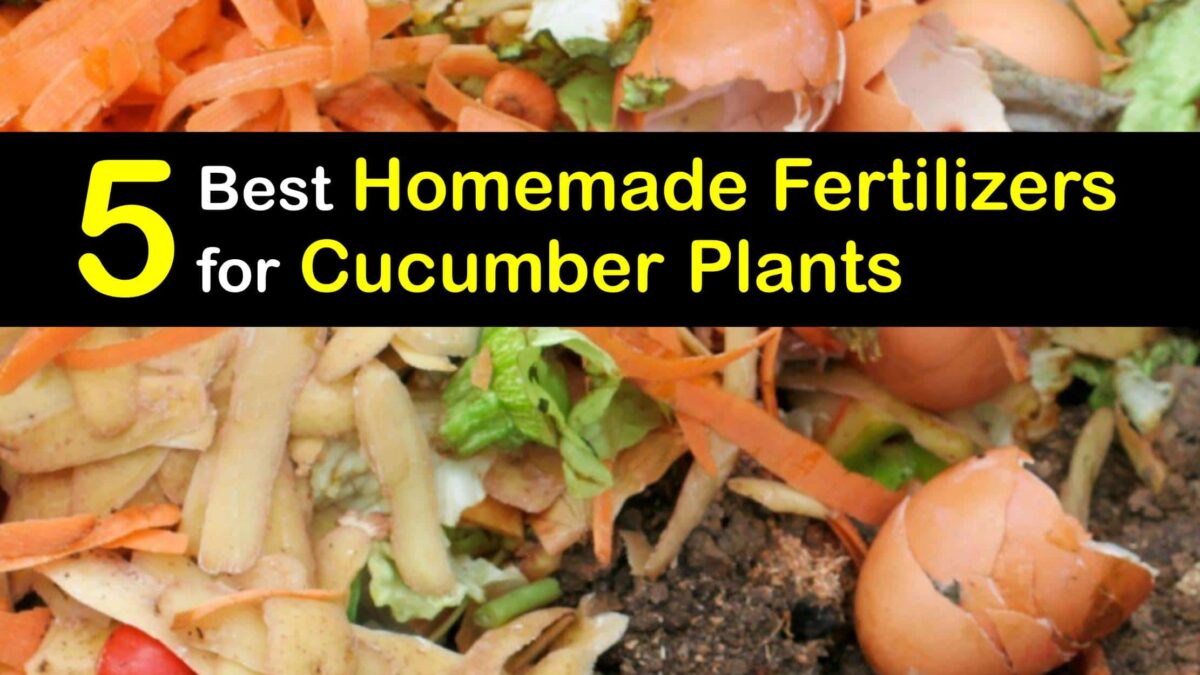 Image of Grass clippings fertilizer for cucumbers
