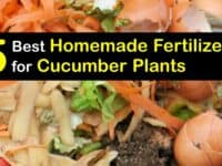 Homemade Fertilizer for Cucumbers titleimg1