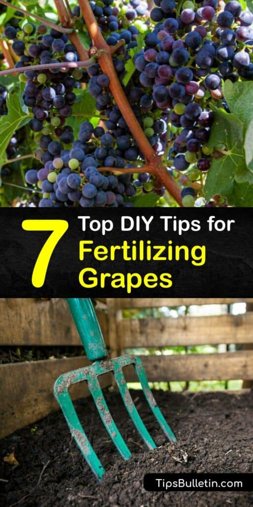 Find the best organic fertilizer recipe to enrich the soil for your grape vines. Use Epsom salt to make granular plant fertilizer or liquid fertilizer, or craft a homemade fertilizer using spent coffee grounds to nourish your grape plants. #homemade #fertilizer #grapes