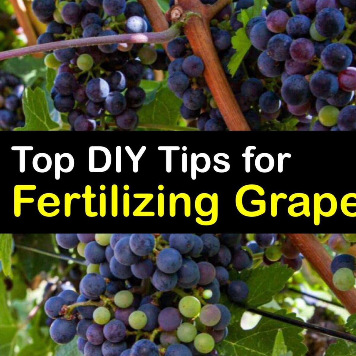 Feed Your Grapevines - Easy Homemade Grape Fertilizers