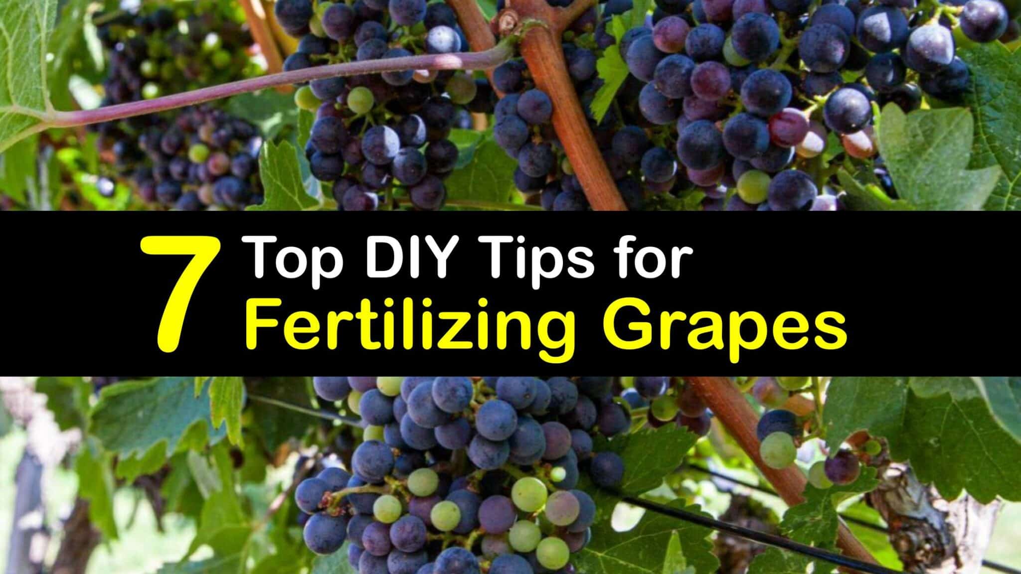 Feed Your Grapevines Easy Homemade Grape Fertilizers