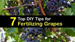 Homemade Fertilizer for Grapes titleimg1