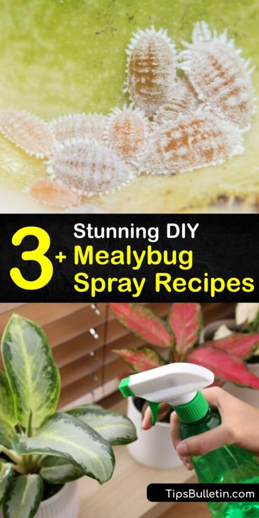 The mealy bug is a relative of the scale insect, and a mealybug infestation is devastating to an outdoor or indoor plant. Make sprays to kill mealybugs or prevent mealybugs using dish soap, horticultural oil, neem oil, and more. #homemade #mealybug #spray