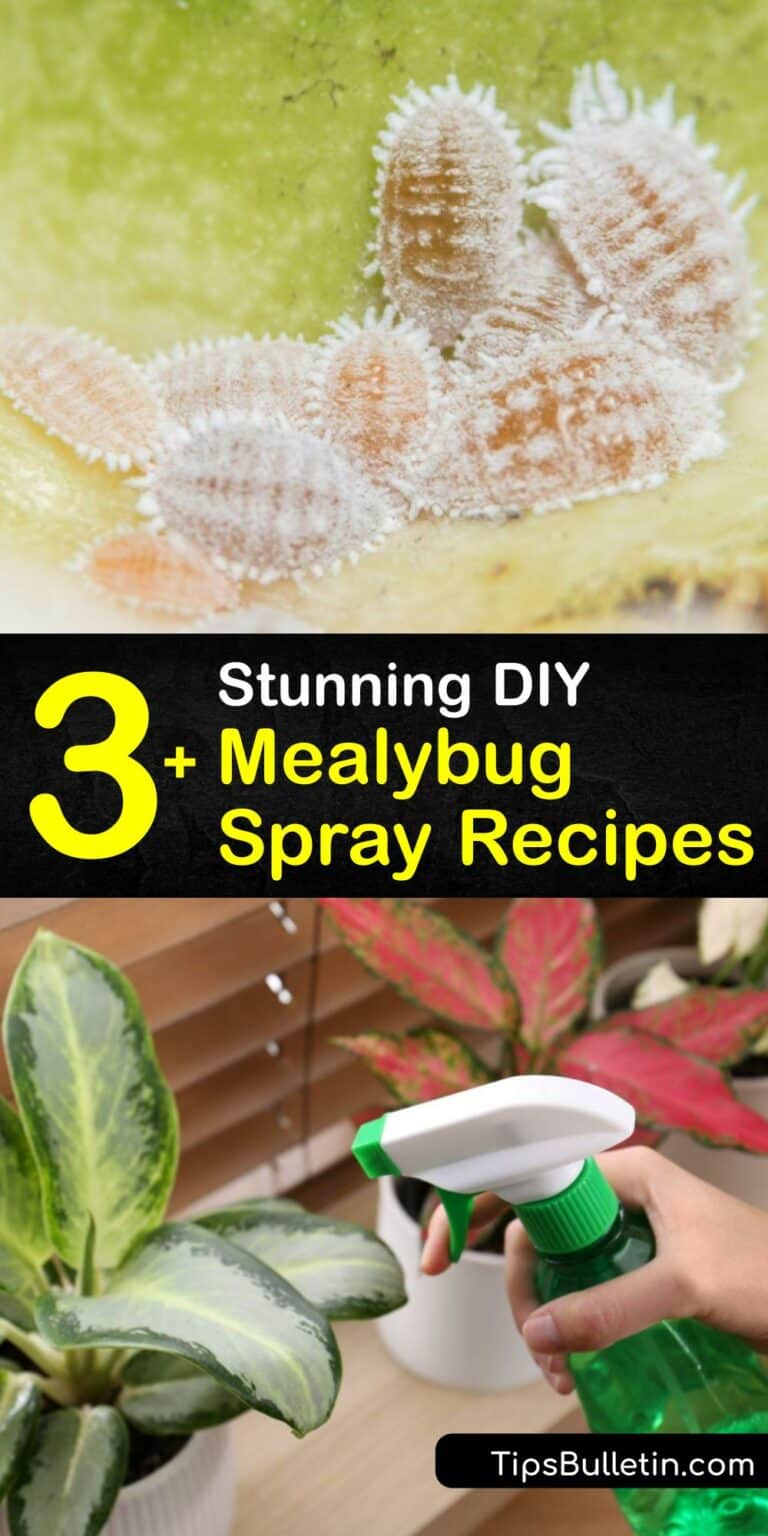 Natural Pest Remedies DIY Mealybug Sprays