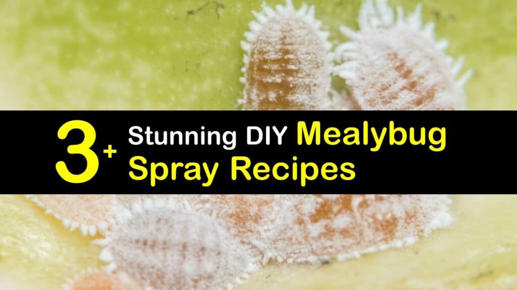 Homemade Mealybug Spray titleimg1