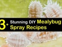 Homemade Mealybug Spray titleimg1