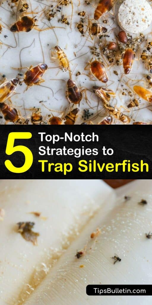 When you have a silverfish infestation, you need to trap silverfish and repel silverfish fast. Use a silverfish trap like a sticky trap or boric acid for efficient silverfish control. Prevent silverfish and pests like bed bugs by cleaning up food and reducing humidity. #homemade #silverfish #traps