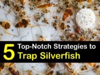 Homemade Silverfish Traps titleimg1