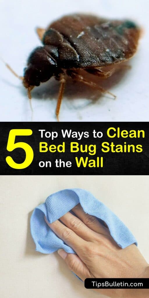 In addition to their itchy bed bug bite, bed bugs leave blood stains and bug droppings on your walls. Bed bug feces are unsightly. Use home remedies to remove bed bug poop like white vinegar bug feces stain remover or baking soda paste for bed bug fecal matter. #clean #bed #bug #stains #wall