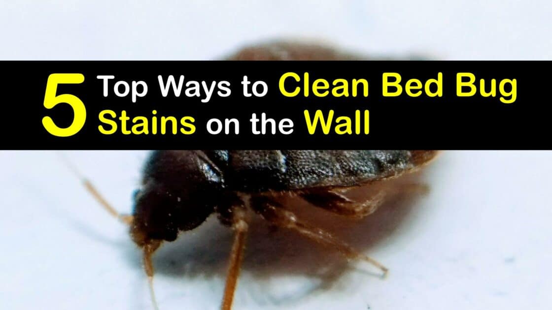 Bed Bug Cleaning Guide for Getting Bed Bug Stains Off Walls