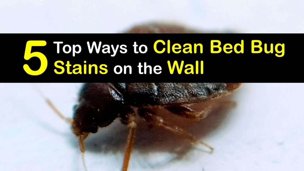 Bed Bug Cleaning Guide for Getting Bed Bug Stains Off Walls