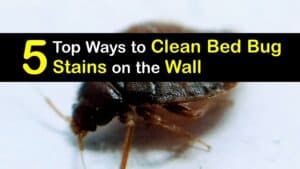 How to Clean Bed Bug Stains on the Wall titleimg1