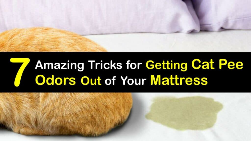 getting pee smell out of memory foam mattress