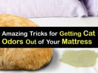 How to Get Cat Pee Smell Out of a Mattress titleimg1