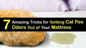 How to Get Cat Pee Smell Out of a Mattress titleimg1